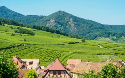 🍷 Raclette : quel vin d’Alsace choisir ?